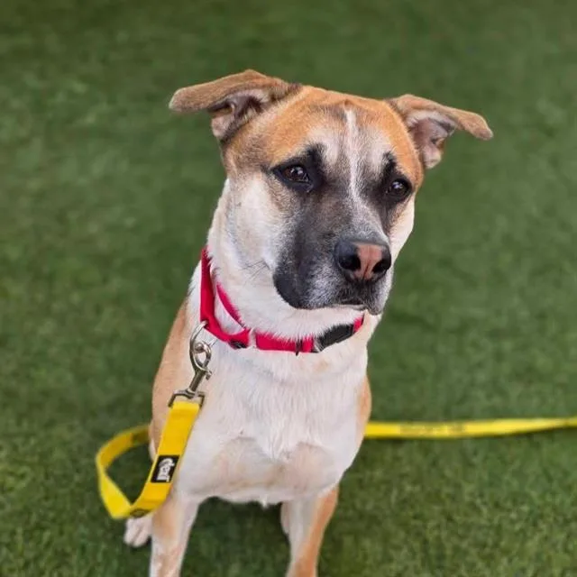 A young medium-sized male Labrador Retriever dog named Charlie for adoption in Las Vegas, NV