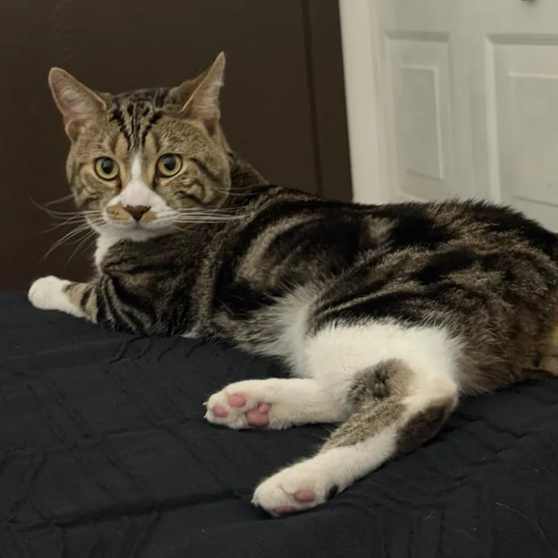 An adult small-sized male Abyssinian cat named Rob Lopez Home for adoption in South Elgin, IL
