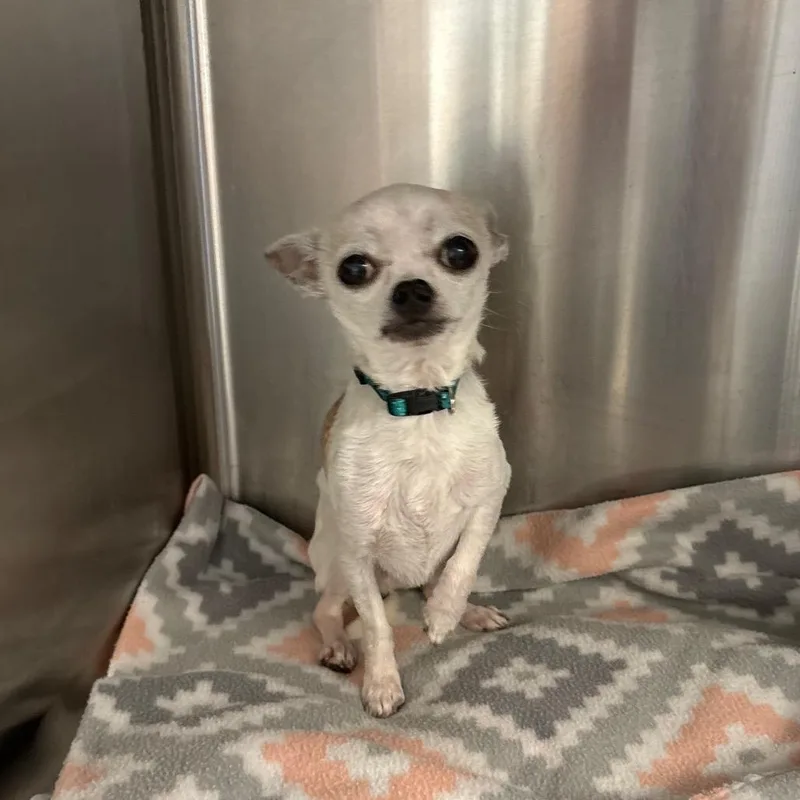 A senior small-sized male Yellow / Tan / Blond / Fawn Chihuahua dog named Limpie for adoption in Odenville, AL