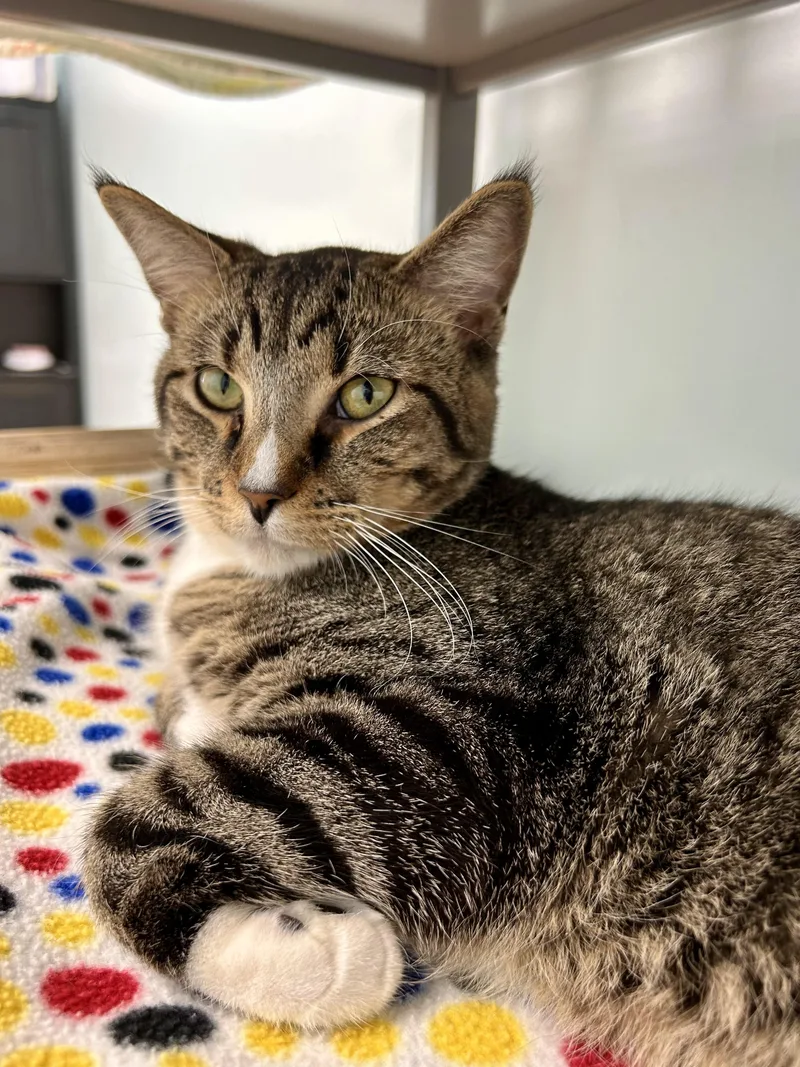 A young medium-sized male Tabby (Brown / Chocolate) Tabby cat named Bono for adoption in Grand Rapids, MI