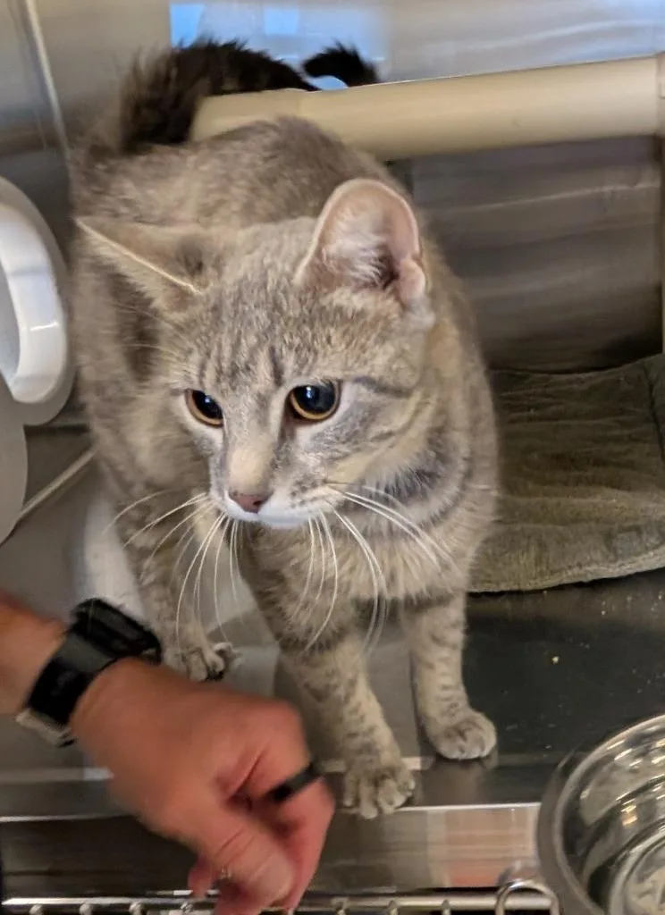 A young medium-sized female Domestic Short Hair cat named Muffin for adoption in Havre, MT