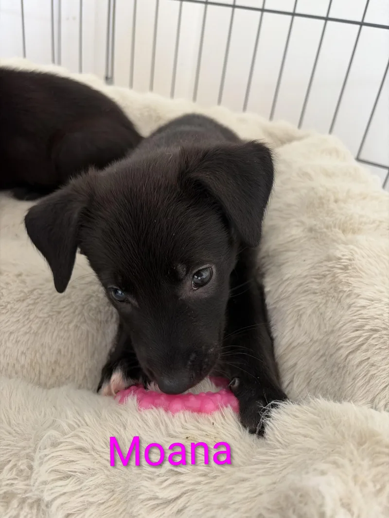 A baby medium-sized female Black Labrador Retriever dog named Moana for adoption in Melbourne , FL