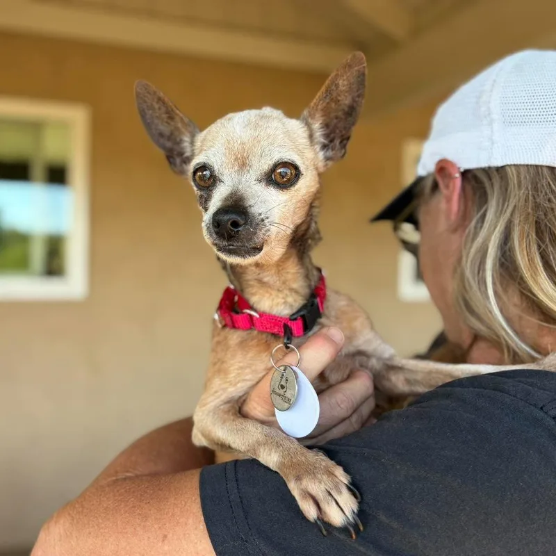 A senior small-sized female Chihuahua dog named Rue for adoption in Ramona, CA