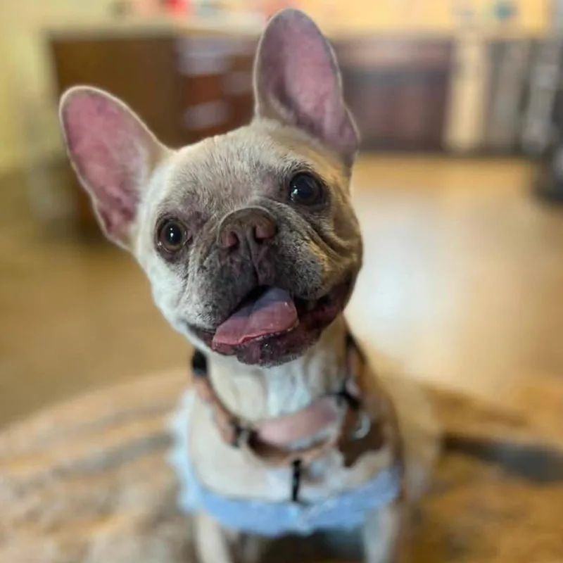 An adult small-sized female White / Cream French Bulldog dog named Bella for adoption in Citrus Heights, CA