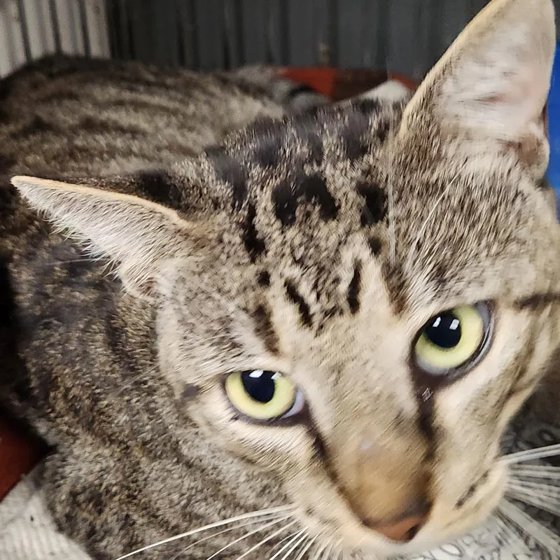 A young small-sized male Brown / Chocolate Domestic Short Hair cat named Nash C for adoption in Corsicana, TX
