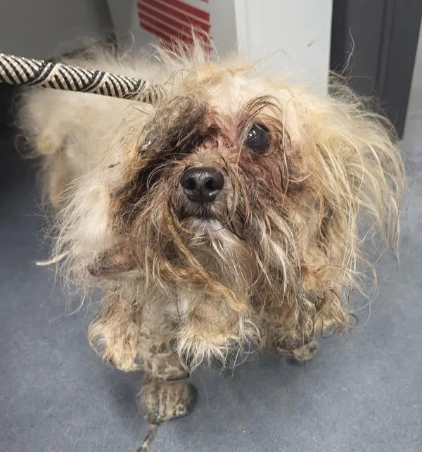 An adult small-sized male Maltese dog named Vc for adoption in Lawrenceville, GA