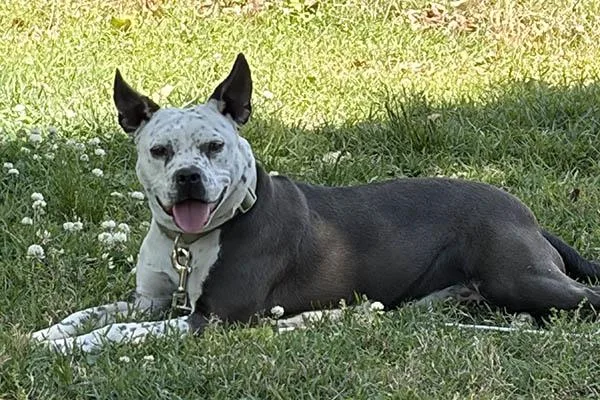 An adult medium-sized female Pit Bull Terrier dog named Cookie for adoption in Lake Wylie, SC