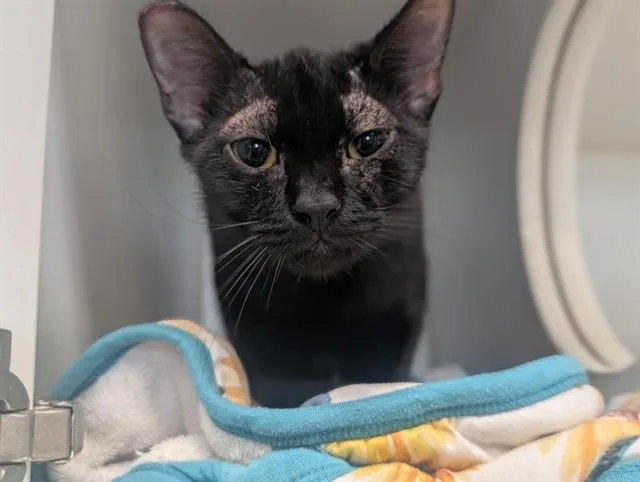 A young small-sized female Domestic Short Hair cat named A for adoption in Camarillo, CA