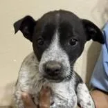 A baby small-sized male Black Australian Cattle Dog / Blue Heeler dog named Austin Butler Campus for adoption in Flagstaff, AZ