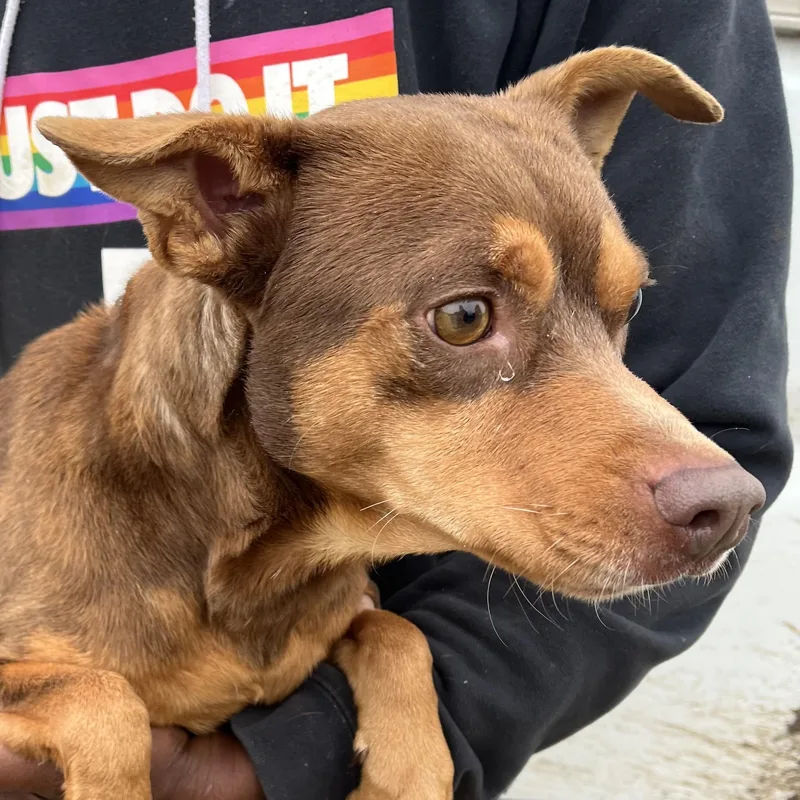 Gonzo  Local April thumbnail 2