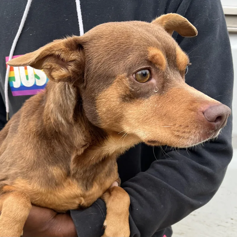 Gonzo  Local April thumbnail 3