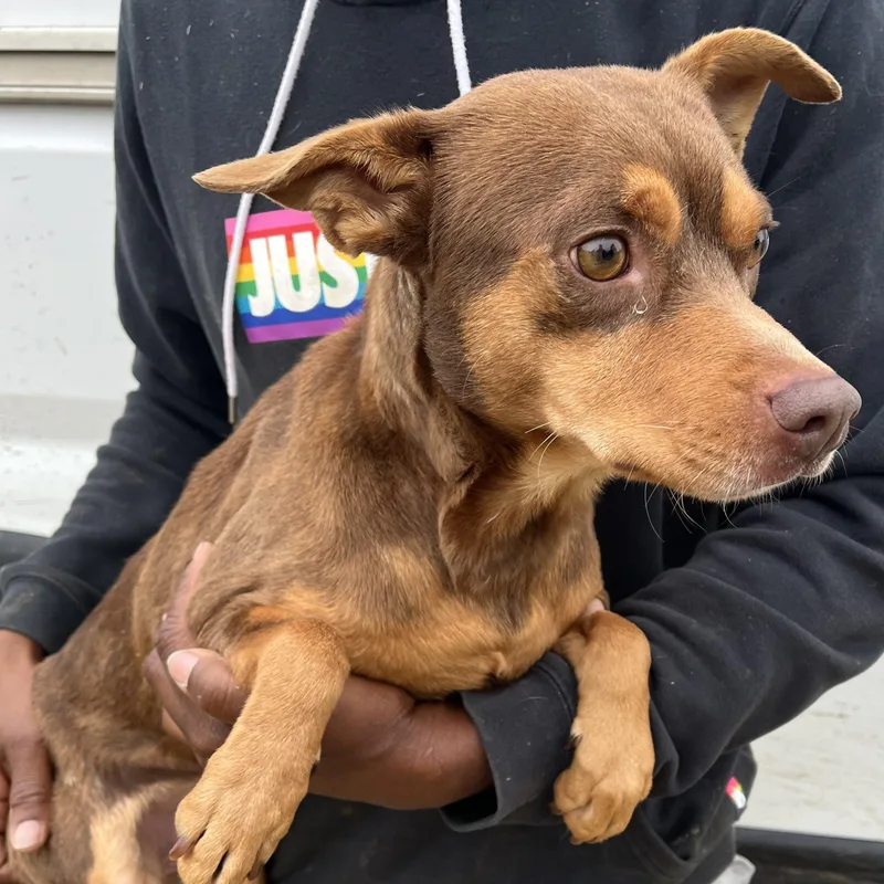 Gonzo  Local April thumbnail 4