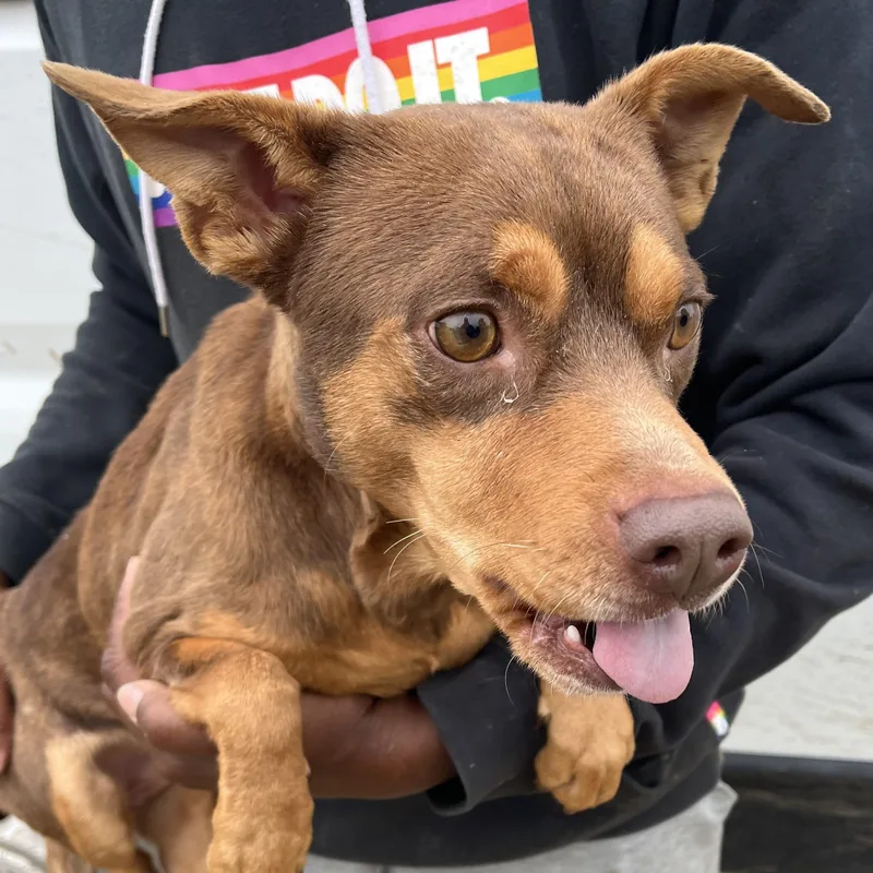 Gonzo  Local April thumbnail 5