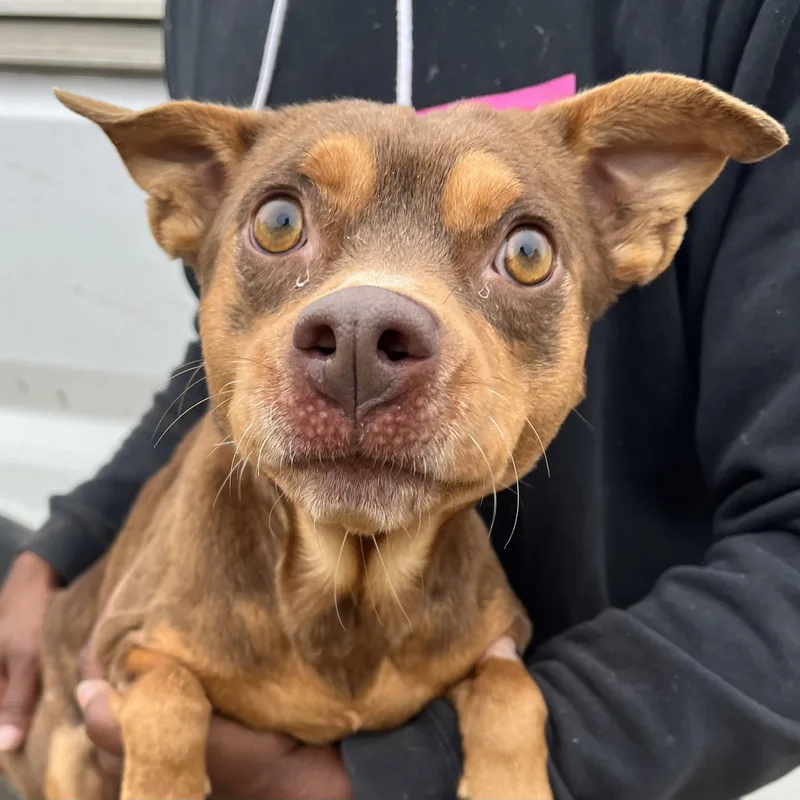 Gonzo  Local April thumbnail 6