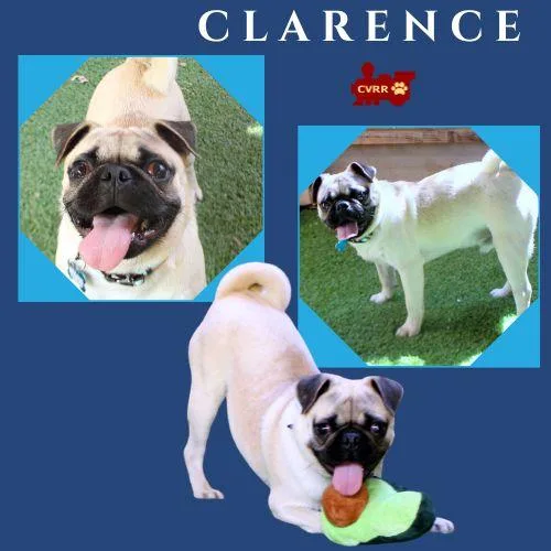An adult small-sized male Pug dog named Clarence for adoption in LINDSAY, CA