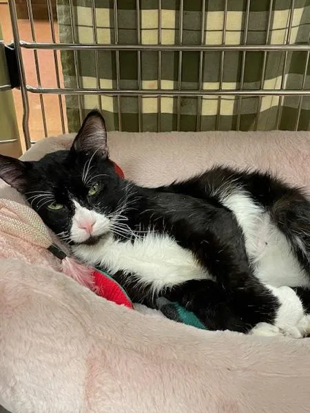 An adult medium-sized male Domestic Short Hair cat named Copyright Infringement for adoption in Vancouver, WA