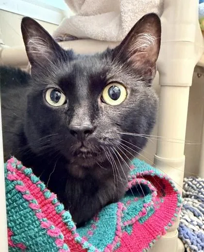 A senior small-sized female Domestic Short Hair cat named Laci for adoption in Bellevue, WA