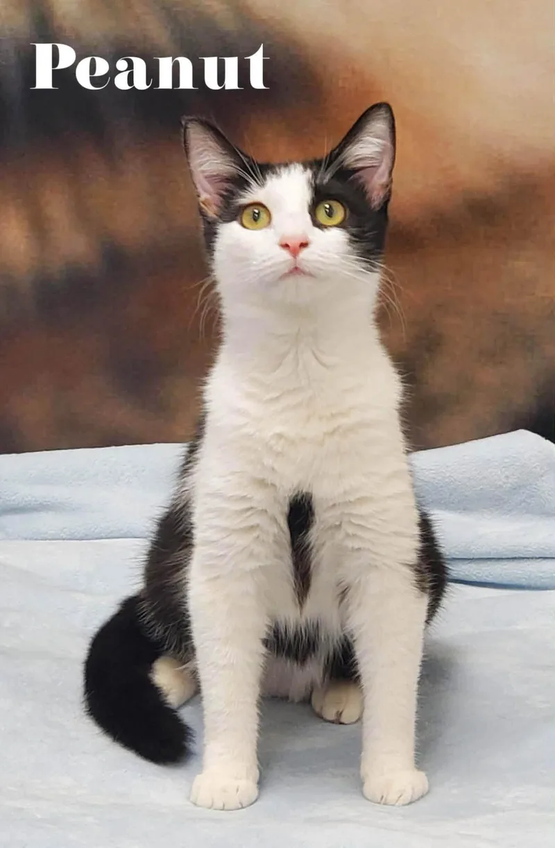 A young small-sized female Black & White / Tuxedo Domestic Short Hair cat named Peanut for adoption in Douglas, GA