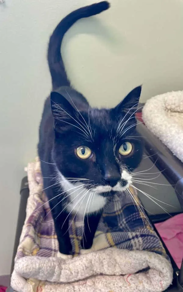 An adult medium-sized male Domestic Short Hair cat named Cowboy for adoption in McMinnville, OR
