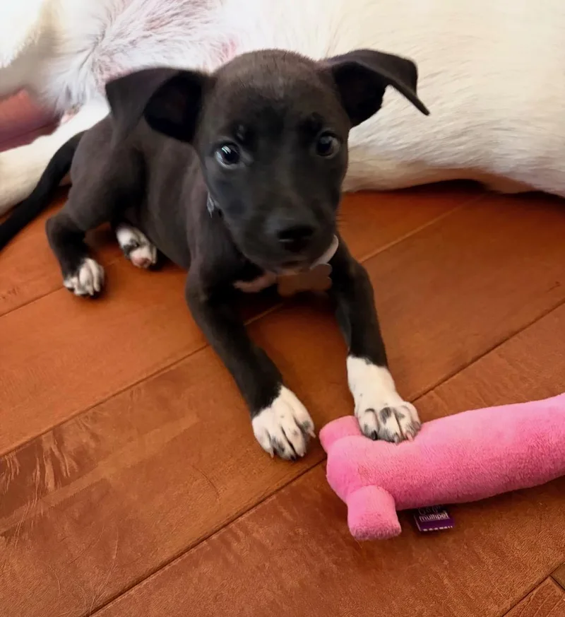 Baby Lulu