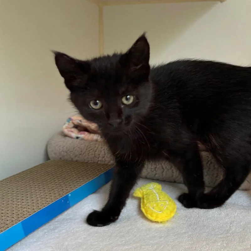 A baby small-sized female Black Domestic Short Hair cat named Snap for adoption in Naperville, IL