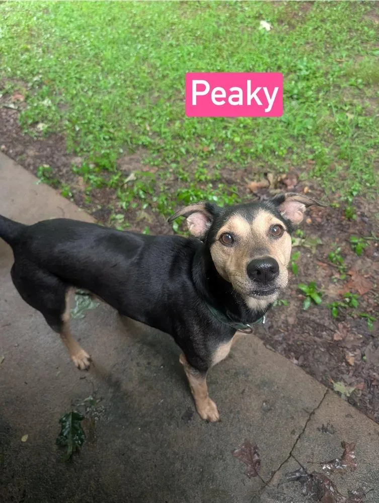 Peaky