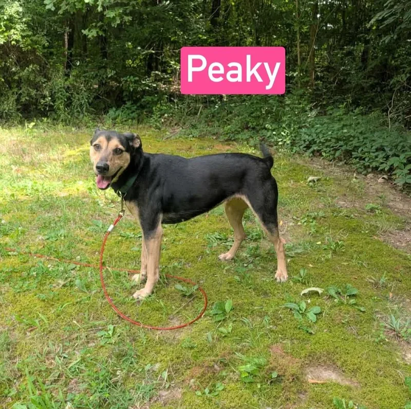 Peaky thumbnail 2