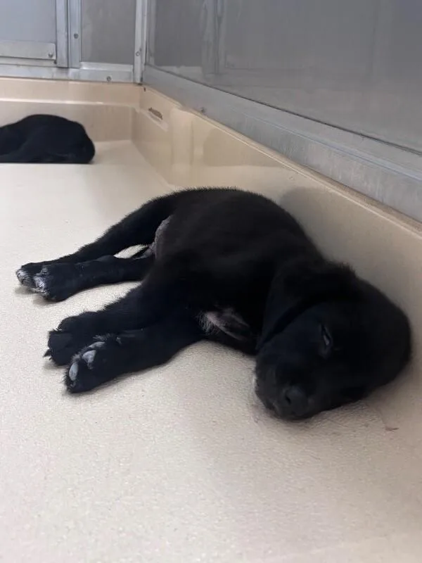 A young medium-sized male Black Labrador Retriever dog named Mickey for adoption in Burgaw, NC