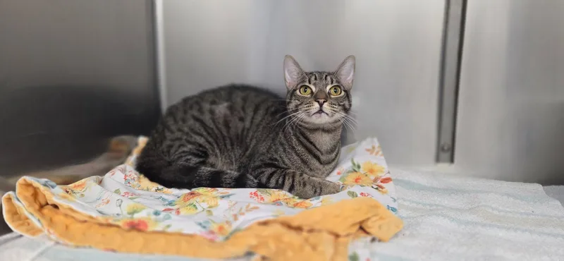 An adult medium-sized male Tabby (Brown / Chocolate) Domestic Short Hair cat named Sully for adoption in Jacksonville, FL