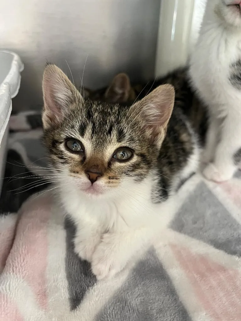 A baby medium-sized female Domestic Short Hair cat named Amy March for adoption in Pomona, NY