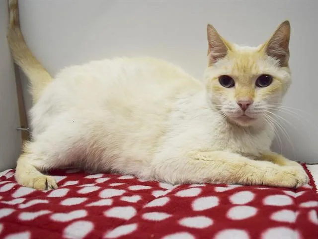 Simon