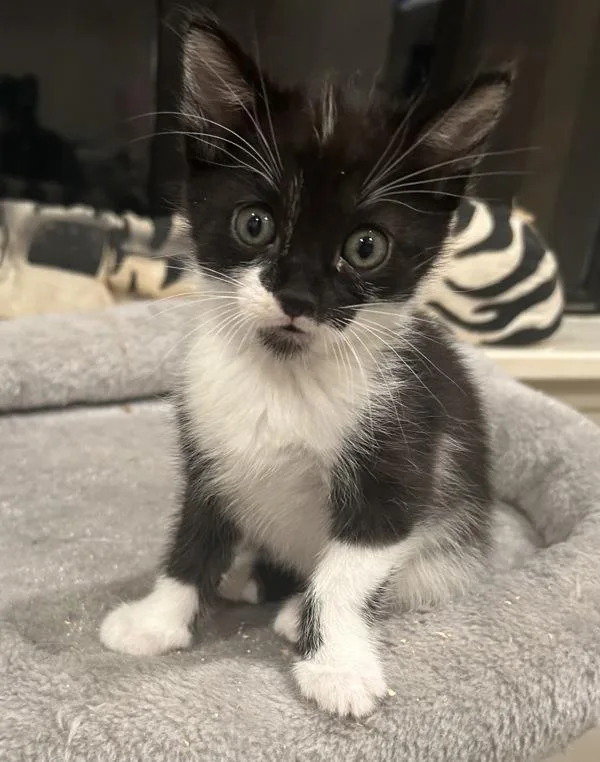 A baby small-sized male Domestic Short Hair cat named Cherokee for adoption in Monterey, CA