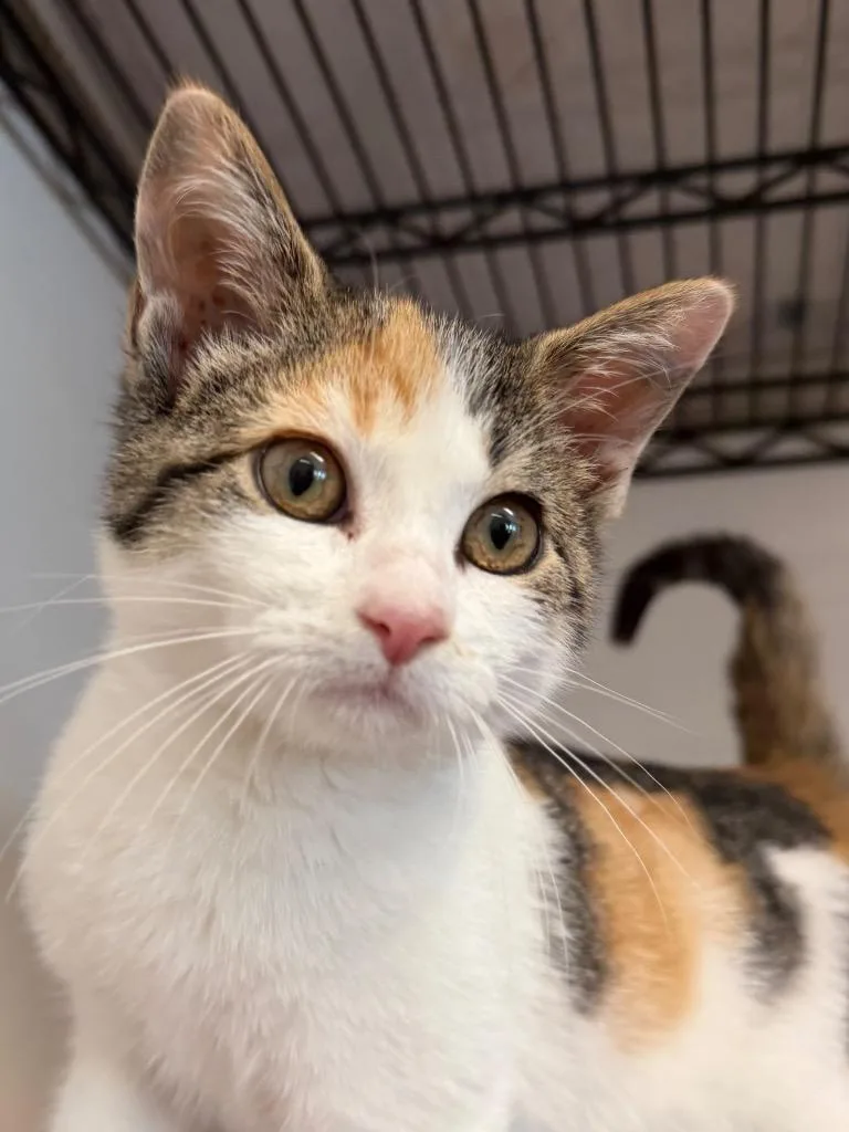 A baby medium-sized female Domestic Short Hair cat named Ethel for adoption in Amery, WI