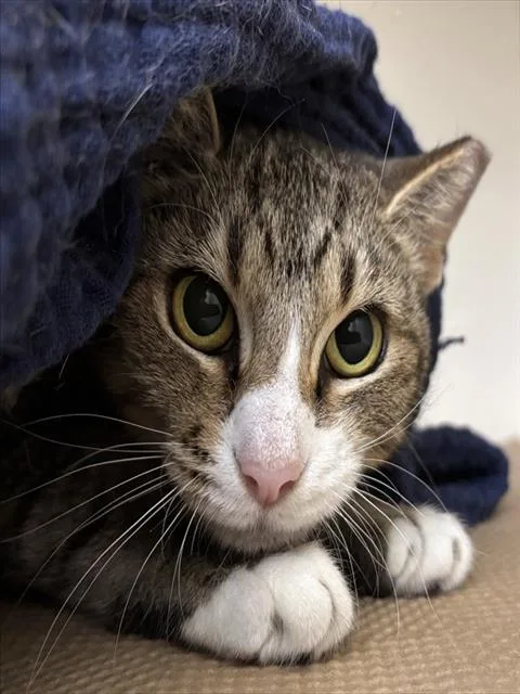 Willow