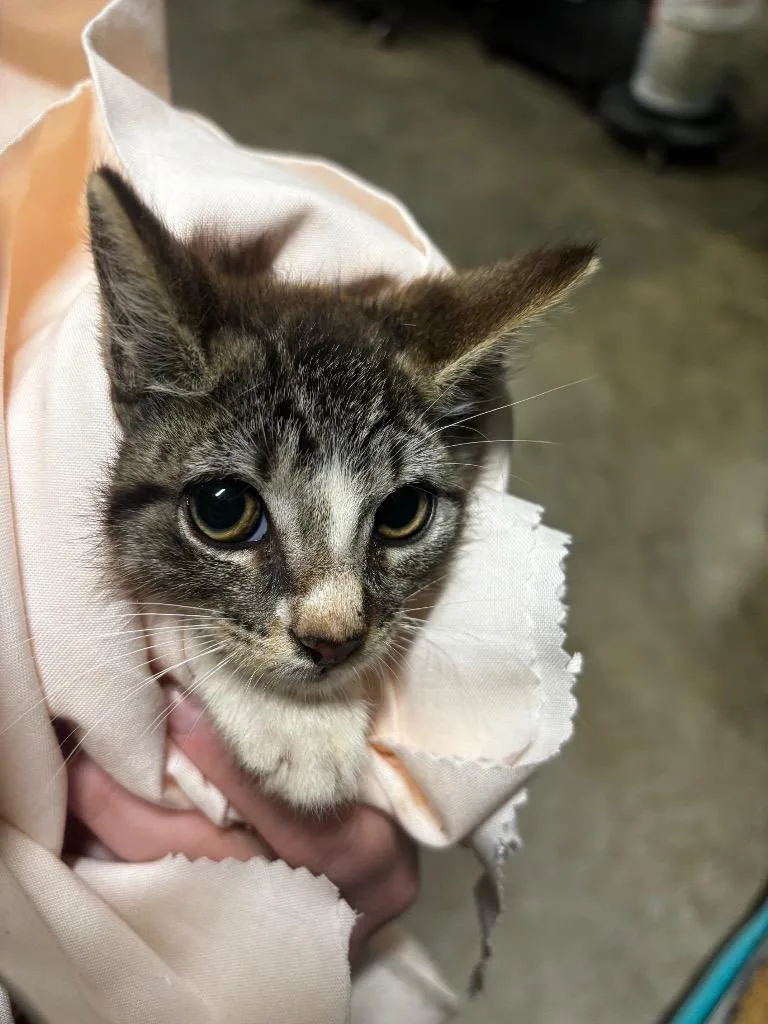 A baby medium-sized male American Curl cat named Painted Grasshopper for adoption in Rockport, TX