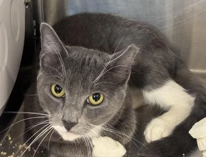 An adult medium-sized female Domestic Short Hair cat named Muhana for adoption in West Chester, PA