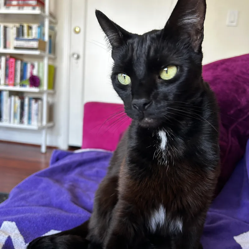 An adult medium-sized male Black Domestic Short Hair cat named Faye & Guy for adoption in El Segundo, CA