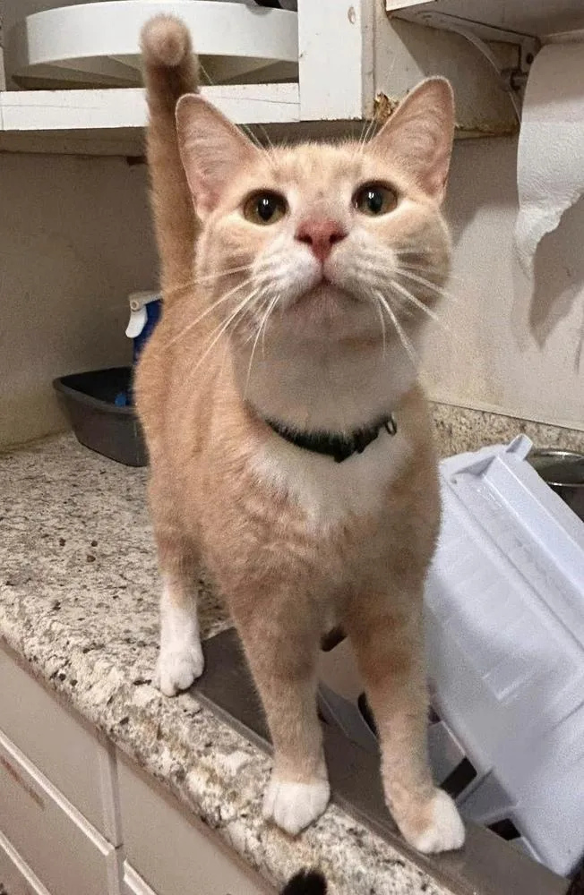 An adult medium-sized female Domestic Short Hair cat named Creamcicle for adoption in New Cumberland, WV