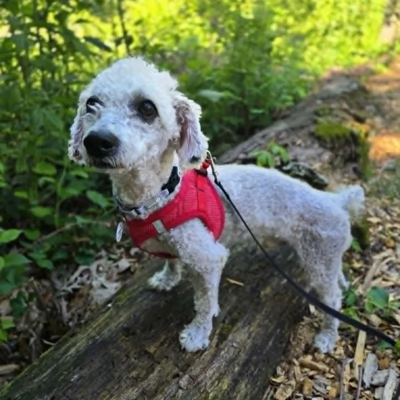 An adult small-sized male Poodle dog named Sheldon for adoption in Severn, MD