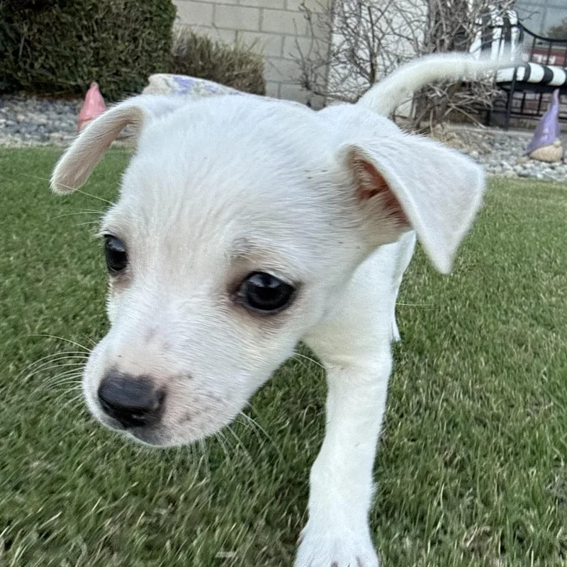 A baby small-sized female Chihuahua dog named Kira for adoption in Bakersfield, CA
