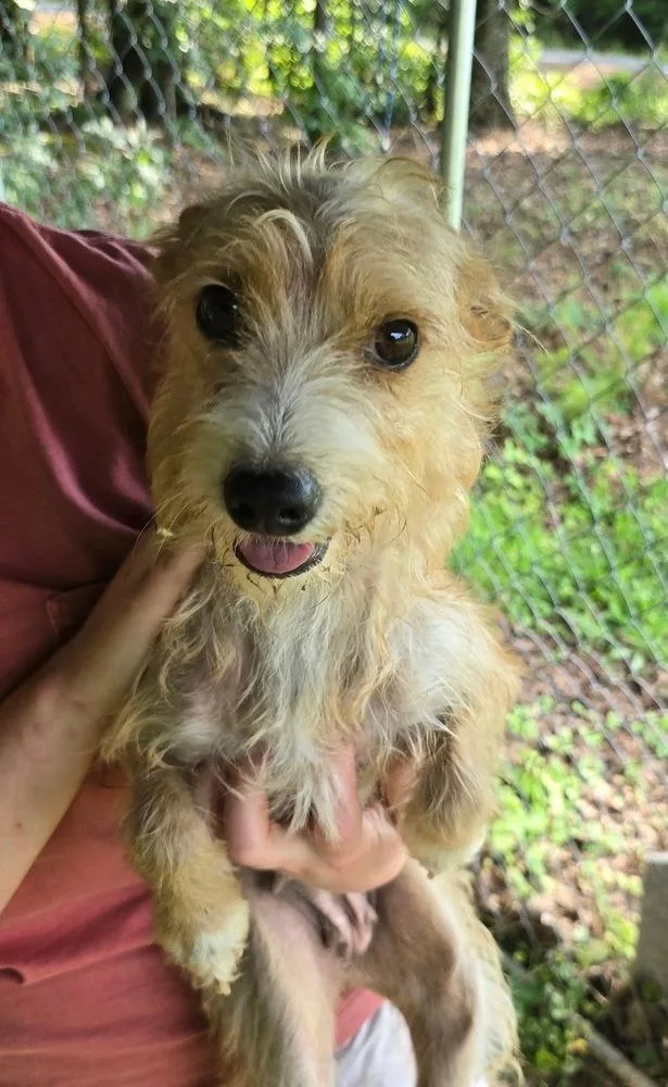 An adult small-sized female Brown / Chocolate Terrier dog named Mom Kelsey Litter for adoption in Ellijay, GA