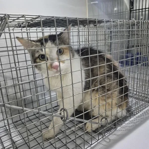 A young small-sized female Domestic Medium Hair cat named Pen  D for adoption in Lawrenceville, GA