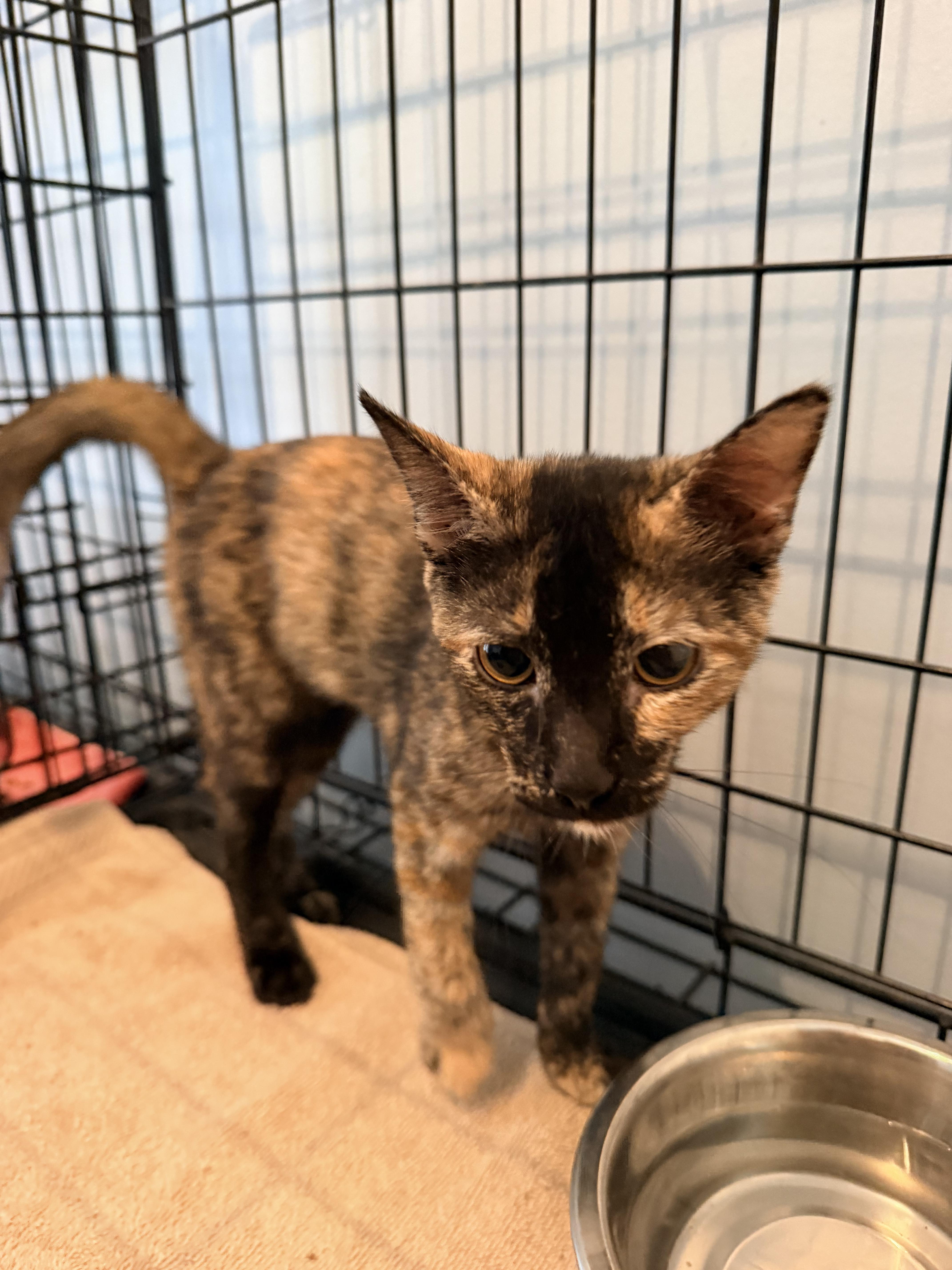 A baby small-sized female Calico cat named Lunna for adoption in Shrewsbury, MA
