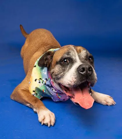 Bocephus thumbnail 3