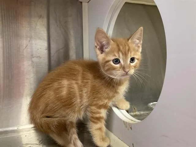 A baby small-sized male Domestic Short Hair cat named Gamgee for adoption in Tustin, CA