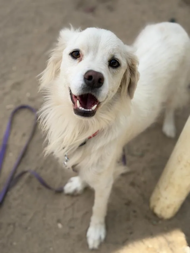 A young small-sized male Australian Shepherd dog named Miles for adoption in Santa Maria, CA