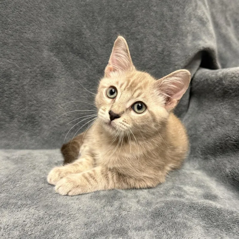 A baby medium-sized male Domestic Short Hair cat named Mr. Frodo for adoption in Brenham, TX
