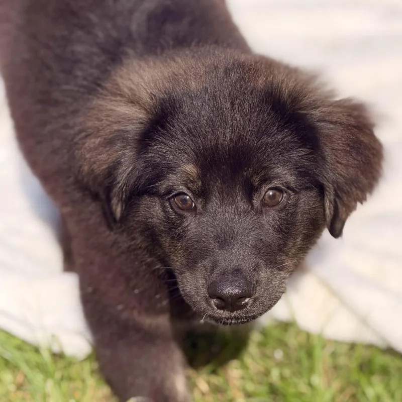A baby medium-sized male Australian Shepherd dog named Mecurio for adoption in Sparta, NJ