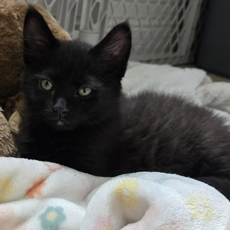 A baby small-sized male Black Domestic Medium Hair cat named Soy Sauce for adoption in Jupiter, FL
