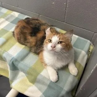 An adult medium-sized female Calico Domestic Medium Hair cat named Cherry for adoption in Gainesville, TX